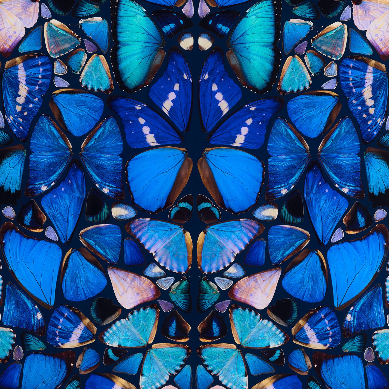 Молодые британские художники – мертвые, но все-таки живые бабочки Дэмьен Херста